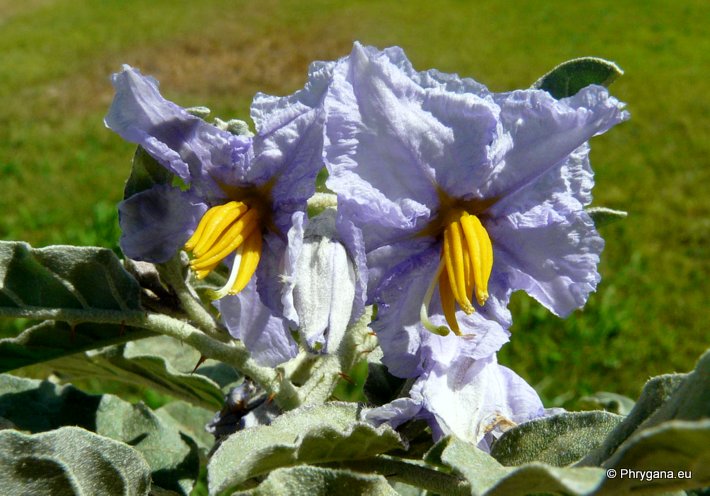 Solanum elaeagnifolium  Cav., 1795     