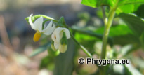 Solanum nigrum L. subsp. nigrum