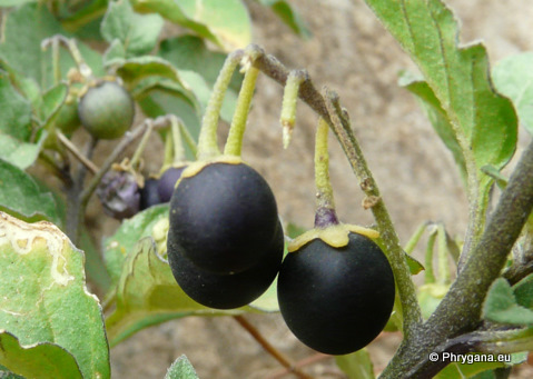 Solanum nigrum  L., 1753   subsp. <em>nigrum</em>  