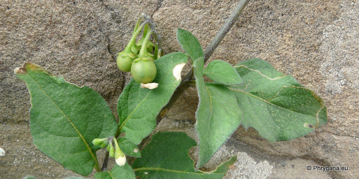 Solanum nigrum  L., 1753   subsp. <em>nigrum</em>  