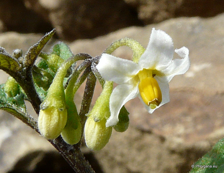 Solanum nigrum  L., 1753  subsp. <em>nigrum</em>  