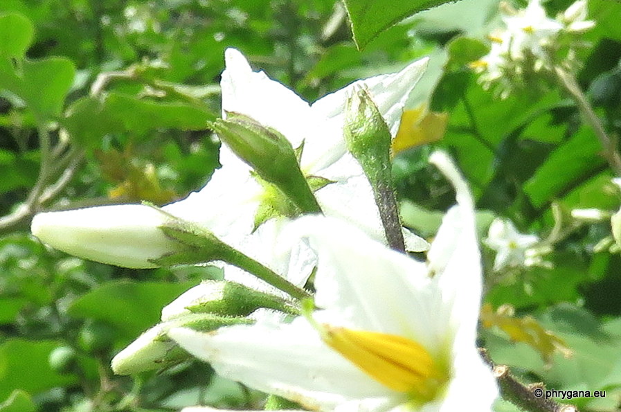 Solanum torvum   Sw., 1788   