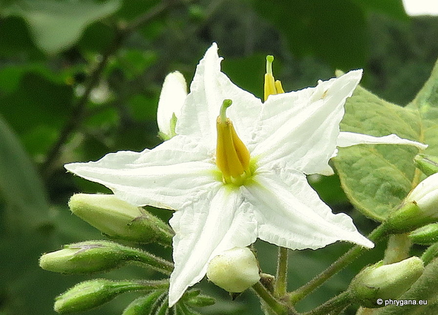 Solanum torvum   Sw., 1788 
  