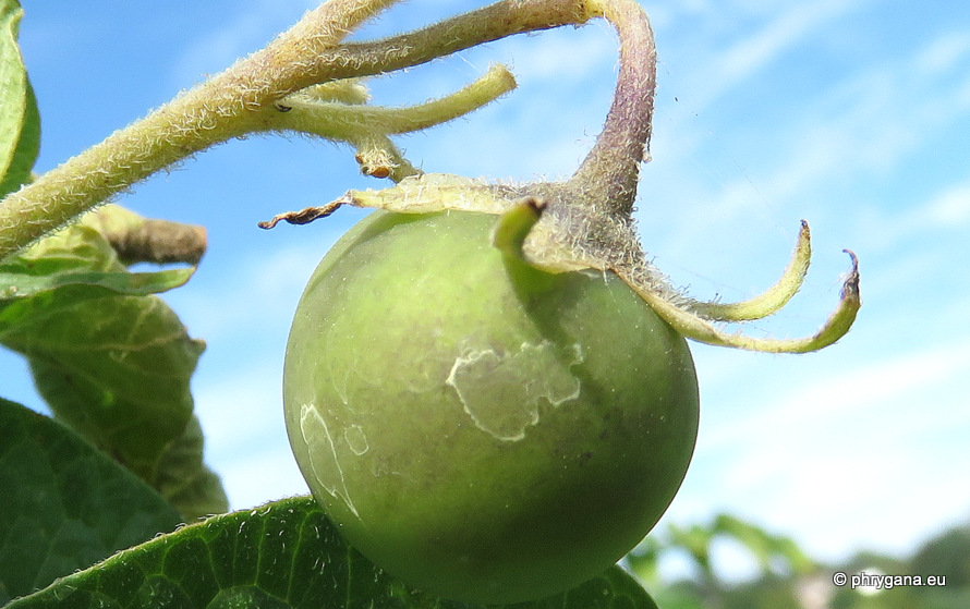 Solanum tuberosum  L., 1753     