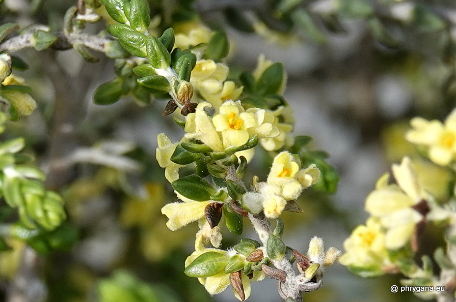 Thymelaea hirsuta  (L.) Endl., 1847   