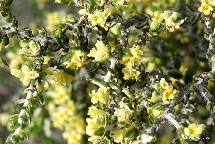 Thymelaea hirsuta  (L.) Endl., 1847   
