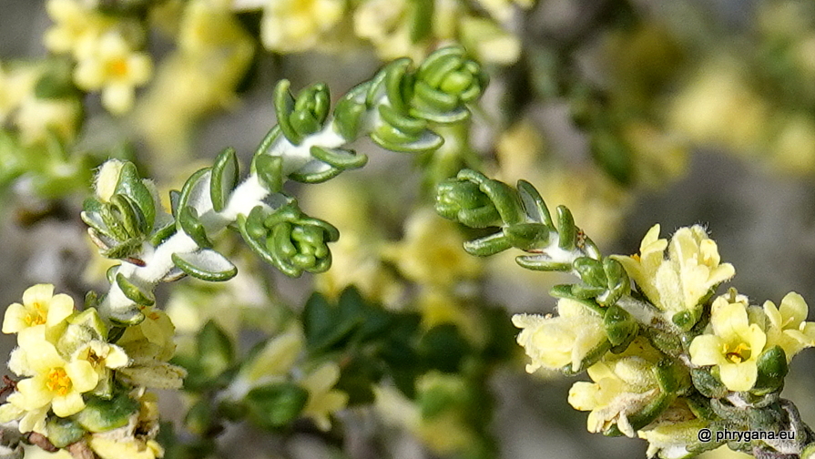 Thymelaea hirsuta  (L.) Endl., 1847   