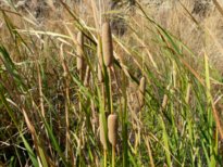 Typha domingensis Pers., 1807