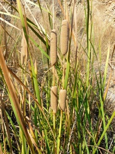 Typha domingensis Pers., 1807   