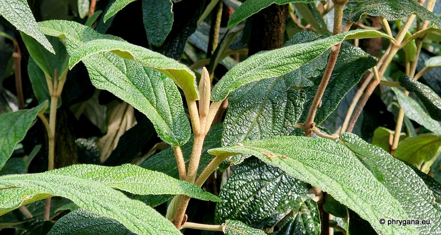 Viburnum rhytidophyllum Hemsl., 1888   