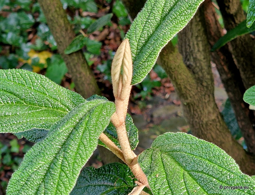 Viburnum rhytidophyllum Hemsl., 1888  