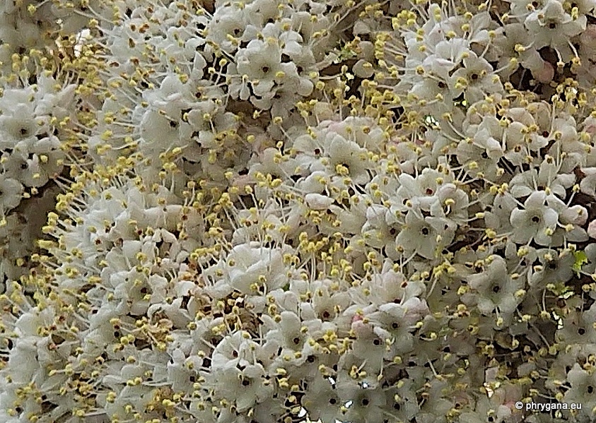 Viburnum rhytidophyllum Hemsl., 1888   