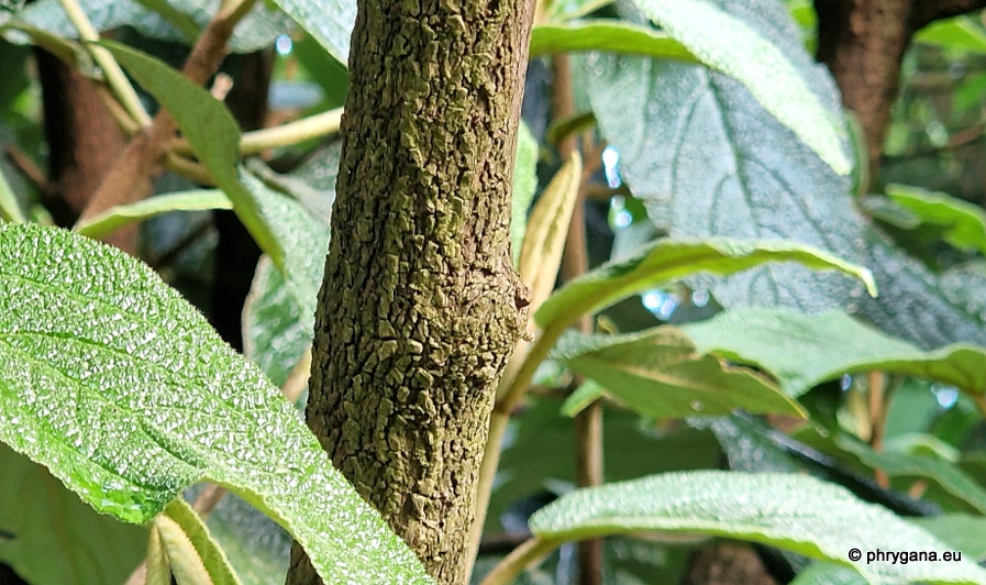 Viburnum rhytidophyllum Hemsl., 1888   