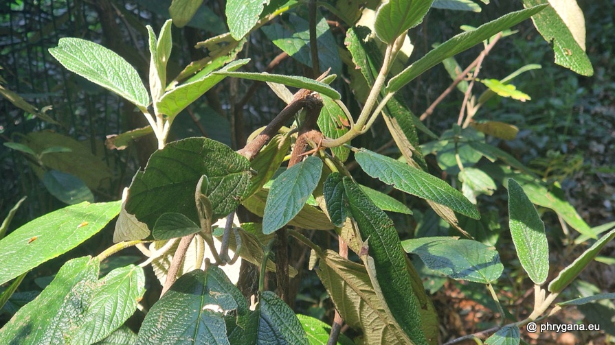Viburnum rhytidophyllum Hemsl., 1888   