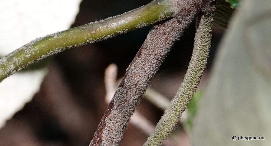 Viburnum rhytidophyllum Hemsl., 1888 
  