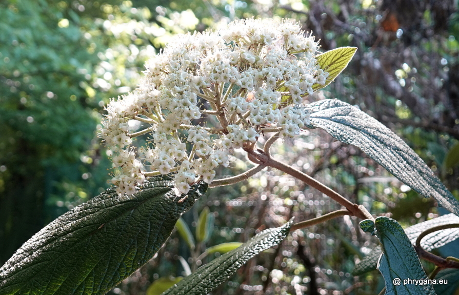 Viburnum rhytidophyllum Hemsl., 1888 
  