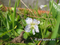 Viola sororia Willd., 1806 var. ’Freckles’