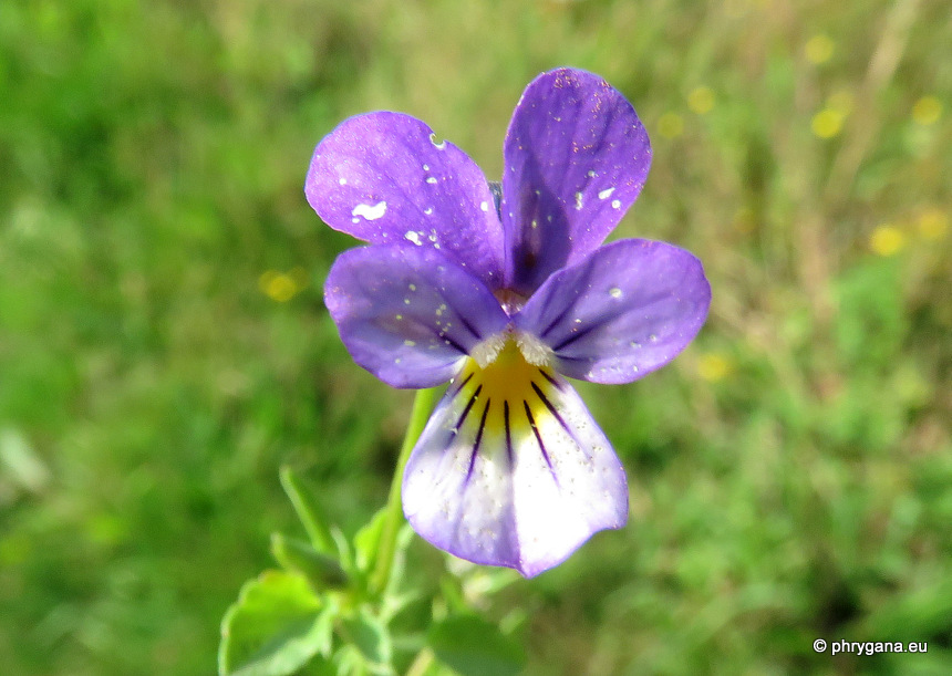 Viola tricolor  L., 1753   